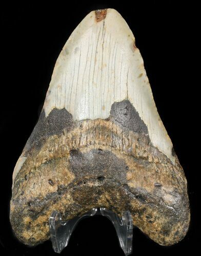 Bargain Megalodon Tooth - North Carolina #47867